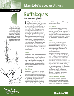 Buffalograss