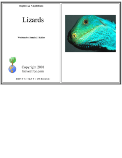 Lizards
