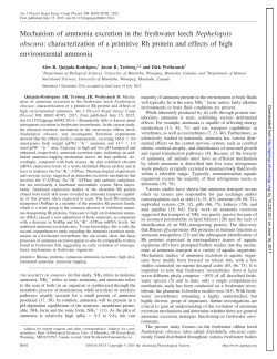 Mechanism of ammonia excretion in the freshwater leech