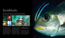 The clear-cut arrangements of predator and prey