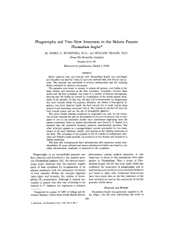 Plasmodium berghei