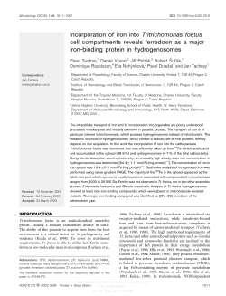 Incorporation of iron into Tritrichomonas foetus cell compartments