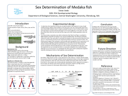 Sex Determination in Different Organisms