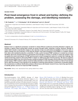 Post-head-emergence frost in wheat and barley