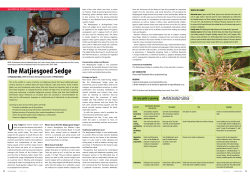 The Matjiesgoed Sedge - Botanical Society of South Africa