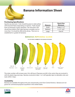 Banana Information Sheet