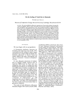On the Scaling of Tooth Size in Mammals We may begin with two