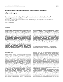 Protein translation components are colocalized in granules in