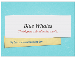 Blue Whale Tyler progect keynote
