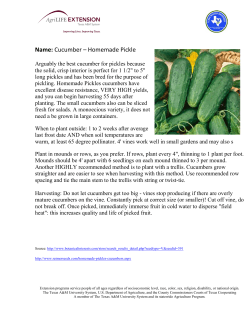 Name: Cucumber &ndash; Homemade Pickle