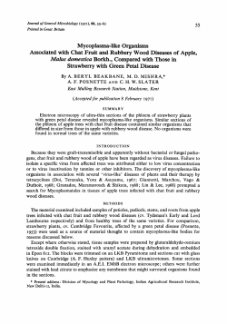 Mycoplasma-like Organisms Associated with Chat
