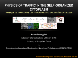 physics of traffic in the self-organized cytoplasm