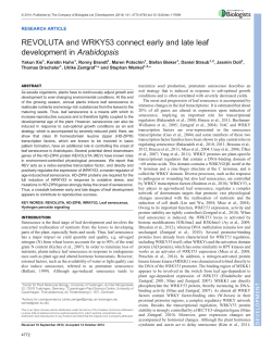 REVOLUTA and WRKY53 connect early and late leaf development