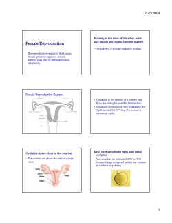 Female Reproduction