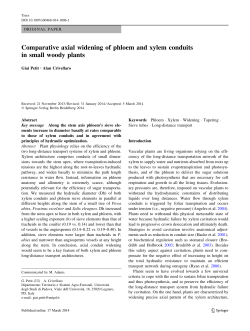 Comparative axial widening of phloem and xylem conduits in small