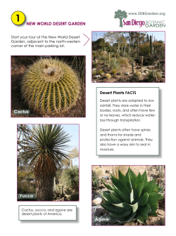 new world desert garden - San Diego Botanic Garden