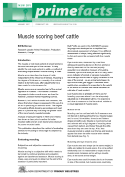 Muscle scoring beef cattle - NSW Department of Primary Industries