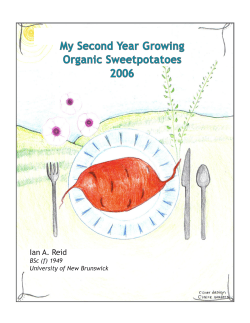 My Second Year Growing Organic Sweetpotatoes 2006