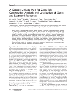 A Genetic Linkage Map for Zebrafish