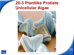 20-3 Plantlike Protists: Unicellular Algae