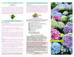 Hydrangea_on air 2015.qxd