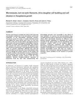Microtubules drive cell division in Toxoplasma