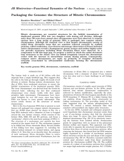 Packaging the Genome: the Structure of Mitotic Chromosomes