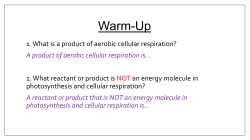 ATP - stephen fleenor