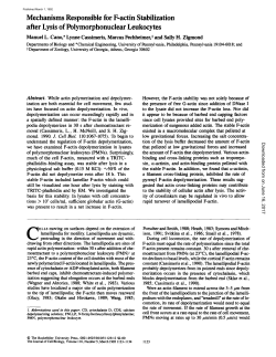 Mechanisms Responsible for F-actin Stabilization after Lysis of