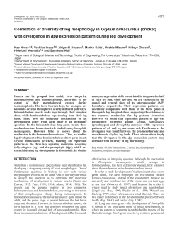 hh, wg and dpp in cricket leg development