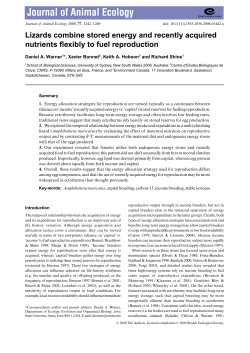 Lizards combine stored energy and recently acquired nutrients