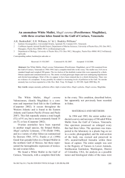 An anomalous White Mullet, Mugil curema (Perciformes: Mugilidae