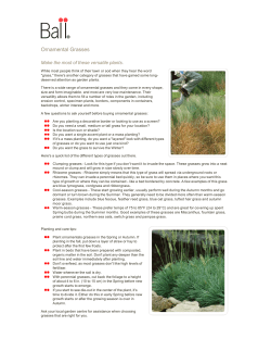 Ornamental Grasses