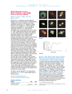 Store Operated Calcium Entry Activates at the GVBD Stage of