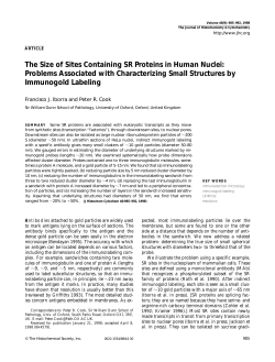 The Size of Sites Containing SR Proteins in Human Nuclei