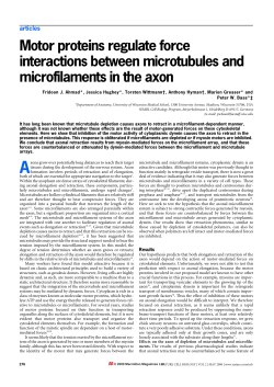 Motor proteins regulate force interactions between microtubules and