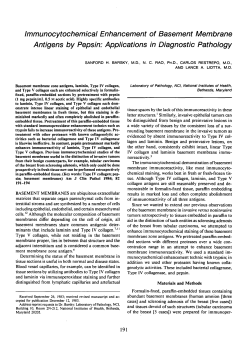 Immunocytochemical Enhancement of Basement Membrane
