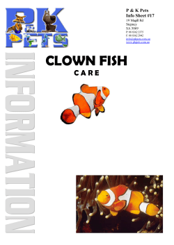 Info Sheet 17 - Clown Fish