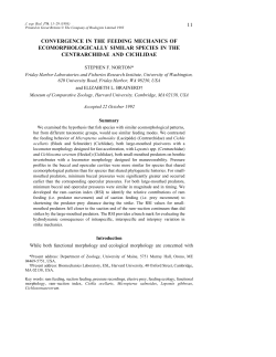11 convergence in the feeding mechanics of