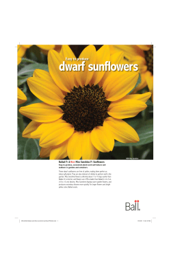 dwarf sunflowers