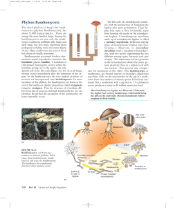 Phylum Basidiomycota