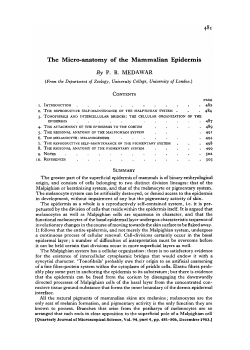 The Micro-anatomy of the Mammalian Epidermis By P. B. MEDAWAR