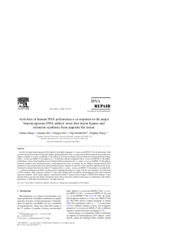 pyrene DNA adduct - University of Kentucky