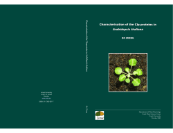 Characterisation of the Clp proteins in Arabidopsis thaliana
