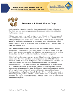 Potatoes &ndash; A Great Winter Crop - Alameda County Master Gardeners
