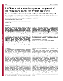 A MORN-repeat protein is a dynamic component of the Toxoplasma