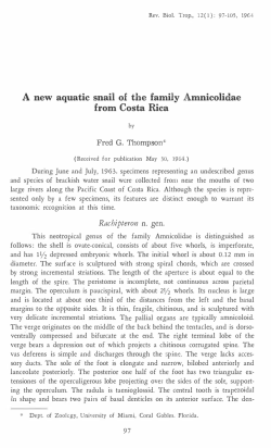 Rachipteron n. gen. - Organization for Tropical Studies
