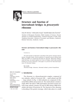 Structure and function of intersubunit bridges in procaryotic ribosome