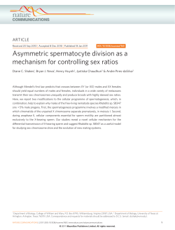 Asymmetric spermatocyte division as a mechanism for controlling