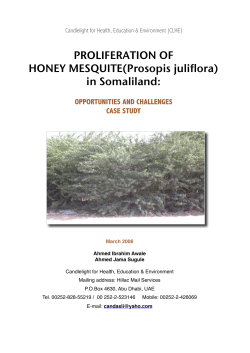 PROLIFERATION OF HONEY MESQUITE(Prosopis juliflora) in